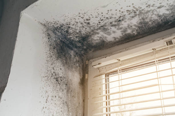 Affordable Mold Cleanup solutions in Medford, NJ